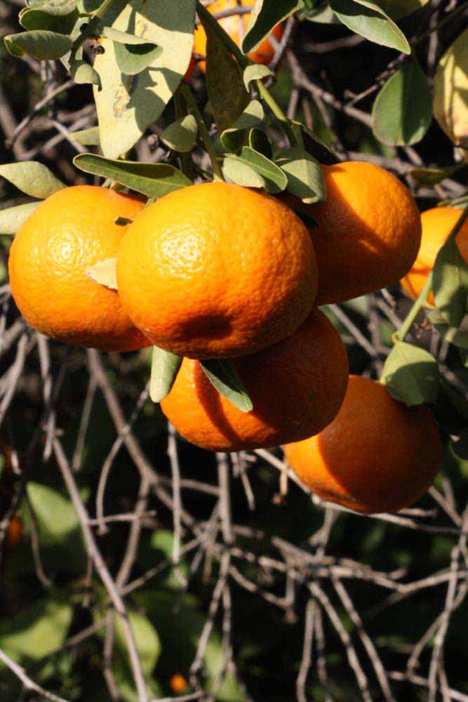              Fruit (Riverside, CA)       